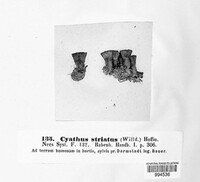 Cyathus striatus image